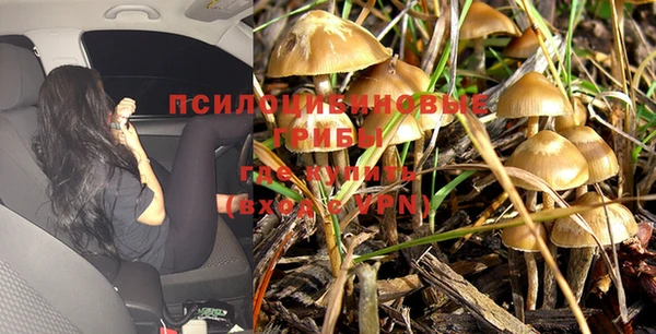 сатива Верея